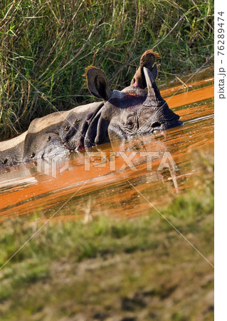 Greater One-horned Rhinoceros, Royal Bardia National Park, Nepal Greater One-horned Rhinoceros, Royal Bardia National Park, Nepal 76289474
