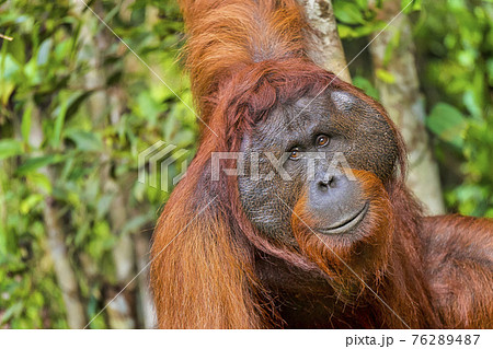 Orangutan, Tanjung Puting National Park, Borneo, Indonesia Orangutan, Tanjung Puting National Park, Borneo, Indonesia 76289487