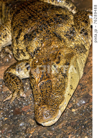 Spectacled Caiman, White Caiman, Common Caiman, Tropical Rainforest, Costa Rica 76289488