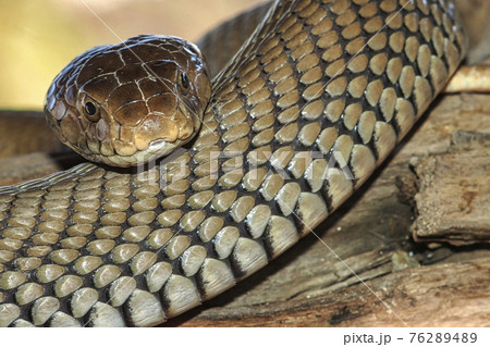 Mozambique Spitting Cobra, Botswana 76289489