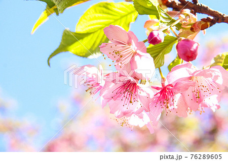 さくら 桜 サクラ 淡い ピンク 満開 春爛漫 綺麗 かわいい パステル 新生活 花見 卒業の写真素材