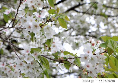 葉が出てきた綺麗なサクラ 76289690
