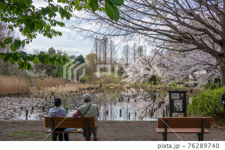 春の善福寺公園　桜をながめるお年寄りの夫婦　（東京 杉並区 2021年3月） 76289740