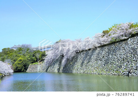 桜満開の姫路城 76289741