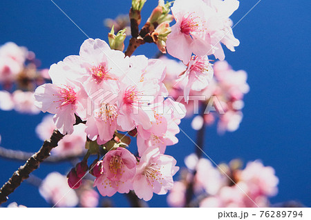 さくら 桜 サクラ 淡い 春爛漫 綺麗 美しい 青空 ピンク 花見 卒業 入学の写真素材