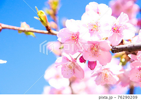 さくら 桜 ピンク 淡い パステル 鮮やか 可憐 美しい 春 きれい 落ち着いたの写真素材