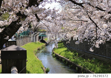 桜　真間川 76290372