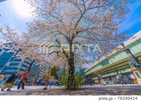日本の東京都市景観 解除(緊急事態宣言再延長解除)。日本橋と桜などを望む=3月27日 日本の東京都市景観 解除(緊急事態宣言再延長解除)。日本橋と桜などを望む=3月27日 76290414