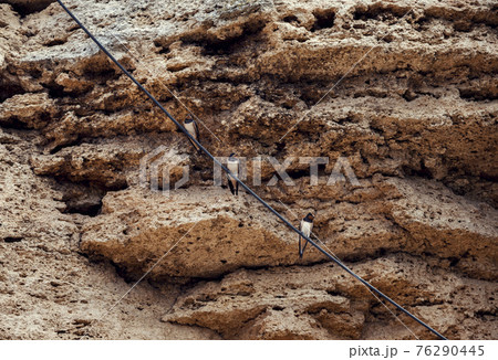 Three swallows perching on a wire 76290445