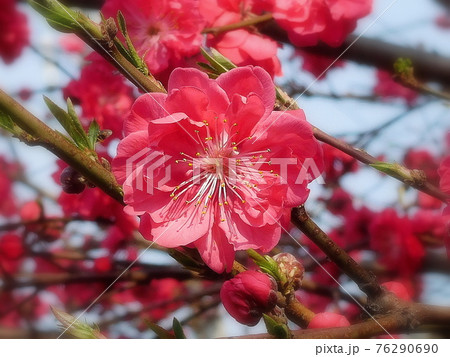 花桃　ハナモモ　花　八重咲きの花 76290690