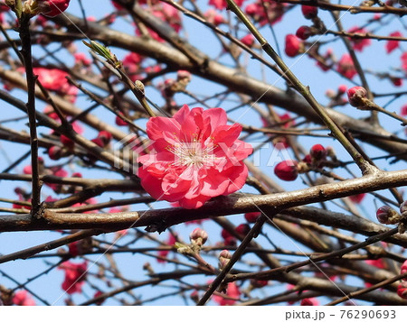 花桃　ハナモモ　花　八重咲きの花 76290693