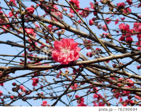 花桃　ハナモモ　花　八重咲きの花 76290694