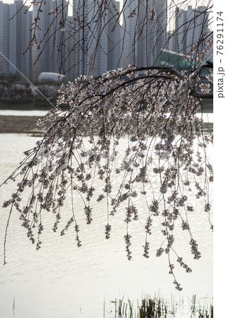 木 桜 万 76291174
