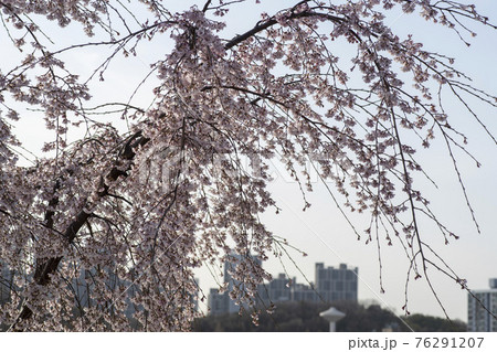 木 春 桜 76291207