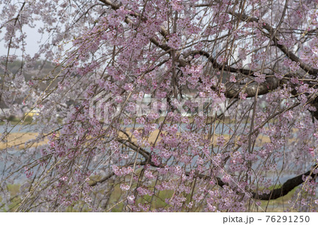木 春 桜 76291250