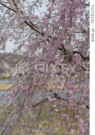 木 春 桜 76291251
