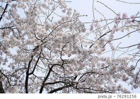 木 春 桜 76291256
