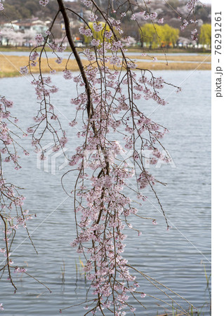 木 湖 桜 76291261