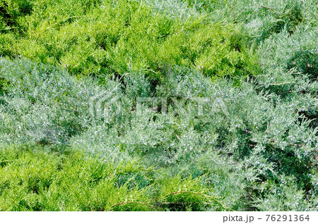 Evergreen coniferous tree in the open air.Texture or background 76291364