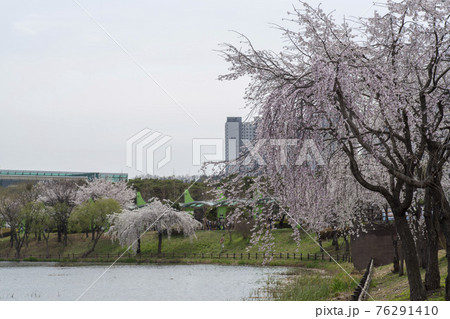 春 桜 万 76291410