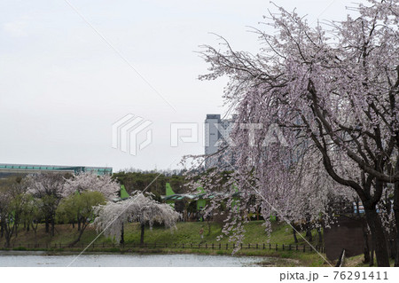 春 桜 ギャラリー遊園地 76291411