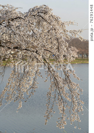 木 春 桜 76291448