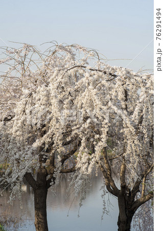 木 春 桜 76291494