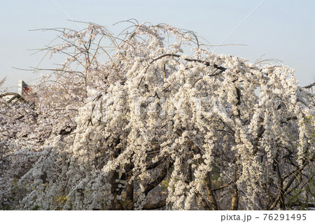 木 春 桜 76291495