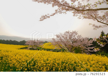 CANOLAS E SAKURA 76291523