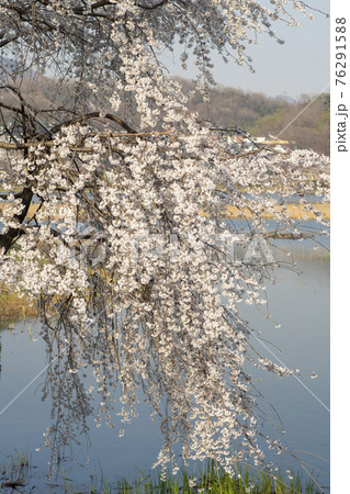 木 湖 春 76291588