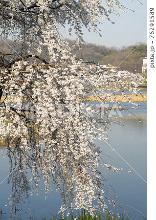 木 湖 春 76291589