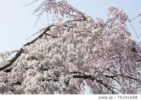 春 桜 万 76291688