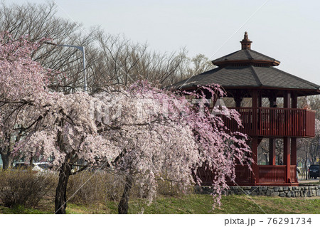 春 桜 万 76291734