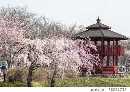 春 桜 万 76291735