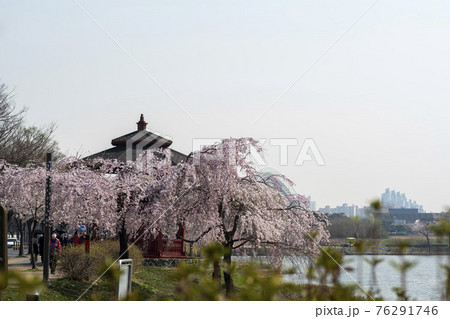 湖 春 桜 76291746