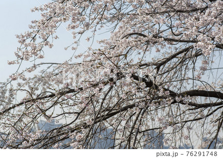 木 春 桜 76291748