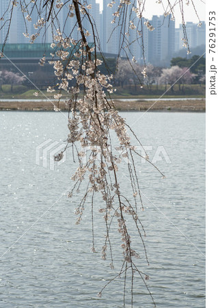木 湖 桜 76291753