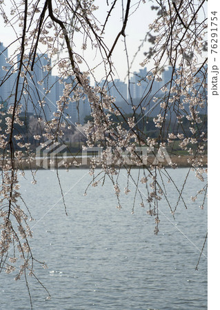 木 湖 桜 76291754