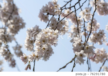 春 桜 万 76291780