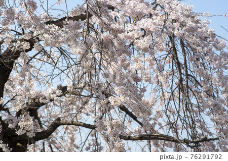 木 春 桜 76291792