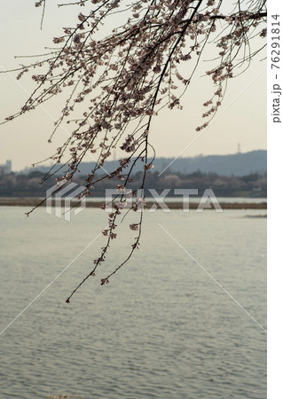 木 湖 桜 76291814