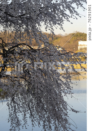 木 春 桜 76291901