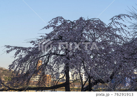 木 春 桜 76291913