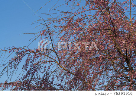 木 春 桜 76291916
