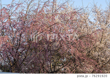 木 春 桜 76291920