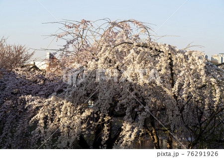 春 桜 万 76291926