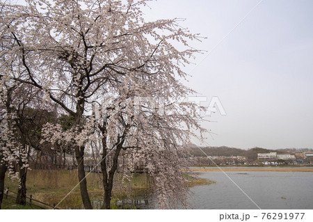 木 湖 春 76291977