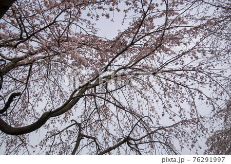 木 春 桜 76291997