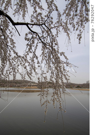 木 湖 桜 76292047