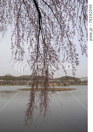 木 湖 桜 76292049